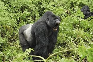Images Dated 8th December 2006: Mountain Gorilla - silverback Volcanoes National Park, Rwanda