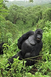 Images Dated 8th December 2006: Mountain Gorilla - silverback Volcanoes National Park, Rwanda