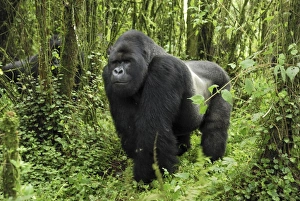 Images Dated 10th December 2006: Mountain Gorilla - silverback Volcanoes National Park, Rwanda
