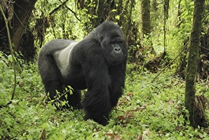 Images Dated 10th December 2006: Mountain Gorilla - silverback Volcanoes National Park, Rwanda