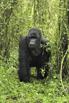 Images Dated 10th December 2006: Mountain Gorilla - silverback Volcanoes National Park, Rwanda