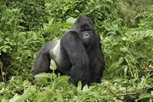 Images Dated 10th December 2006: Mountain Gorilla - silverback Volcanoes National Park, Rwanda