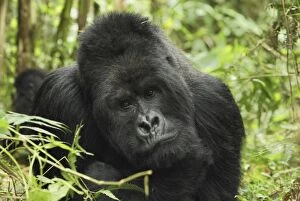 Images Dated 9th December 2006: Mountain Gorilla - silverback Volcanoes National Park, Rwanda