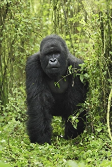 Images Dated 10th December 2006: Mountain Gorilla - silverback Volcanoes National Park, Rwanda