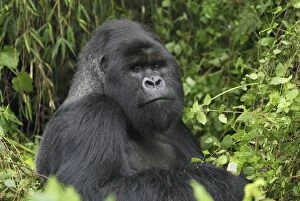 Images Dated 10th December 2006: Mountain Gorilla - silverback Volcanoes National Park, Rwanda