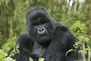 Mountain Gorilla - silverback Volcanoes National Park, Rwanda