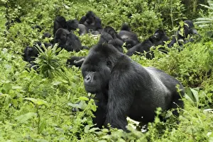 Mountain Gorilla - silverback Volcanoes National Park, Rwanda