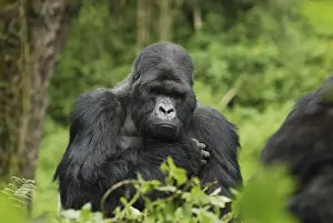 Mountain Gorilla - silverback Volcanoes National Park, Rwanda