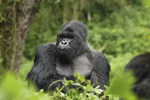 Mountain Gorilla - silverback Volcanoes National Park, Rwanda