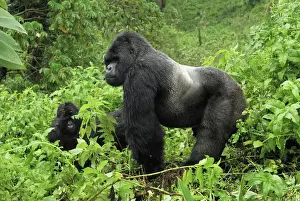 Family Prints: Mountain Gorilla - silverback Volcanoes National Park, Rwanda