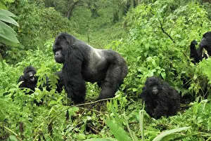 Family Prints: Mountain Gorilla - silverback Volcanoes National Park, Rwanda