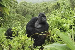 Mountain Gorilla - silverback Volcanoes National Park, Rwanda