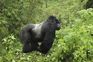 Mountain Gorilla - silverback Volcanoes National Park, Rwanda