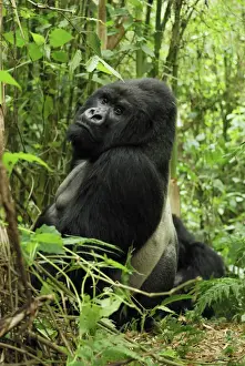 Rwanda Prints: Mountain Gorilla - silverback Volcanoes National Park, Rwanda
