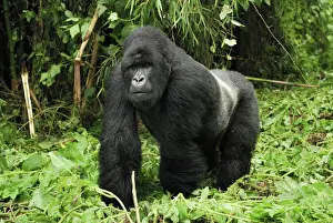 Rwanda Prints: Mountain Gorilla - silverback Volcanoes National Park, Rwanda