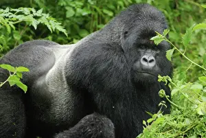 Rwanda Prints: Mountain Gorilla - silverback Volcanoes National Park, Rwanda