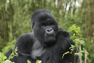 Mountain Gorilla - silverback Volcanoes National Park, Rwanda