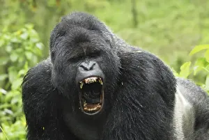 Monkey Prints: Mountain Gorilla - silverback Volcanoes National Park, Rwanda