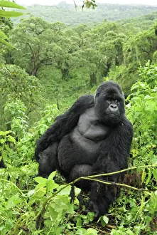 Rwanda Prints: Mountain Gorilla - silverback Volcanoes National Park, Rwanda