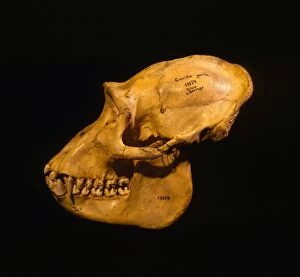 Images Dated 6th February 2014: Mountain Gorilla Skull - holotype 1902, Museum