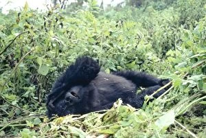 Mountain Gorilla - sleeping in leaves