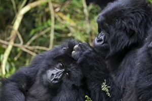 Images Dated 14th August 2008: Mountain Gorilla - Social grooming. Virunga Volcanoes National Park - Rwanda. Endangered Species