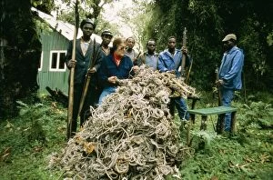 The Mountain Gorilla Story - Snares placed by poachers