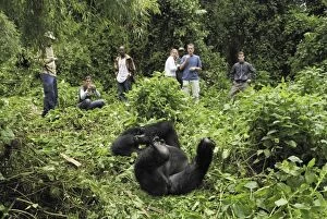 Images Dated 10th December 2006: Mountain Gorilla with tourists (Gorilla beringei beringei)