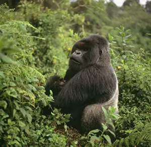 Mountain Gorilla Virunga Volcanoes, Rwanda, 2003 AW00096