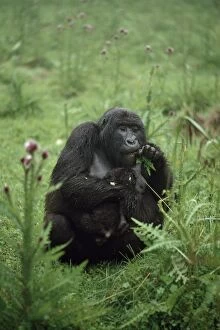 Images Dated 3rd July 2008: Mountain Gorilla Virunga Volcanoes, Rwanda AW00202