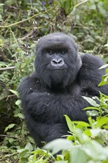 Images Dated 14th September 2005: Mountain Gorilla. Virunga Volcanoes National Park - Rwanda. Endangered Species