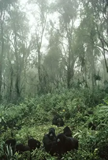 Volcanoe Prints: Mountain Gorilla Virunga volcanoes, Rwanda