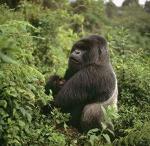 Images Dated 3rd July 2008: Mountain Gorilla Virunga Volcanoes, Rwanda, 2003 AW00096