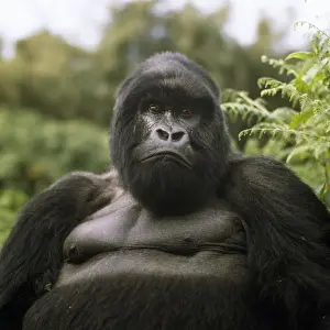 Rwanda Prints: Mountain Gorilla - Virunga Volcanoes - Rwanda - 1990