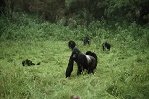 Mountain Gorilla Virunga Volcanoes, Rwanda AW00137