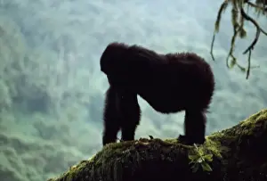 Monkey Prints: Mountain Gorilla Virunga Volcanoes, Rwanda AW00141