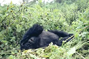 Anthropomorphic Prints: Mountain Gorilla Virungas, Rwanda