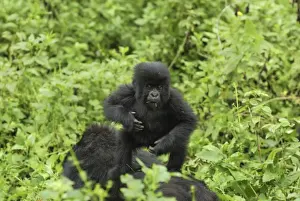 Cloud Forest Prints: Mountain Gorilla Volcanoes National Park, Rwanda