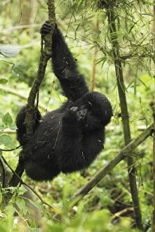 Images Dated 7th December 2006: Mountain Gorilla Volcanoes National Park, Rwanda