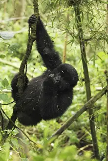 Mountain Gorilla Volcanoes National Park, Rwanda
