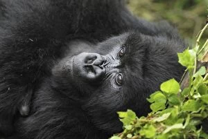 Images Dated 7th December 2006: Mountain Gorilla Volcanoes National Park, Rwanda