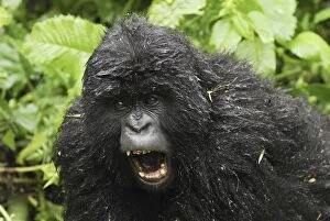 Images Dated 8th December 2006: Mountain Gorilla Volcanoes National Park, Rwanda