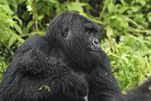 Mountain Gorilla Volcanoes National Park, Rwanda