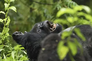 Mountain Gorilla Volcanoes National Park, Rwanda