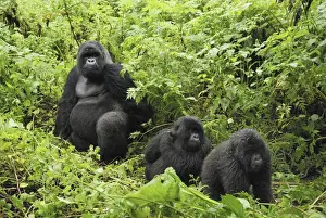 Mountain Gorilla Volcanoes National Park, Rwanda