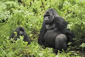 Images Dated 8th December 2006: Mountain Gorilla Volcanoes National Park, Rwanda
