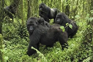 Images Dated 10th December 2006: Mountain Gorilla Volcanoes National Park, Rwanda