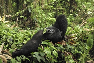 Images Dated 10th December 2006: Mountain Gorilla Volcanoes National Park, Rwanda