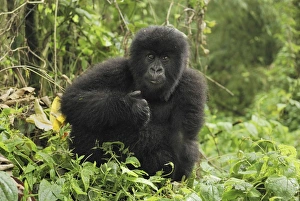 Images Dated 10th December 2006: Mountain Gorilla Volcanoes National Park, Rwanda