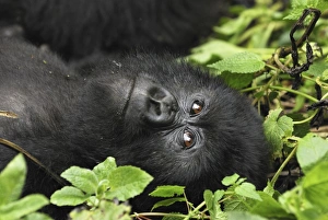 Images Dated 10th December 2006: Mountain Gorilla Volcanoes National Park, Rwanda